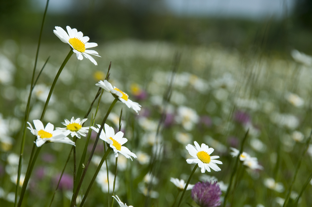 Blumenwiese