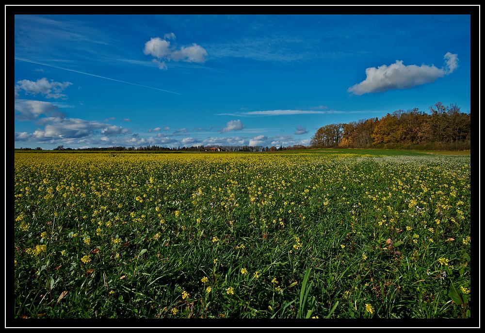 Blumenwiese am 9. November