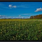 Blumenwiese am 9. November