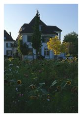 Blumenwiese am Abend