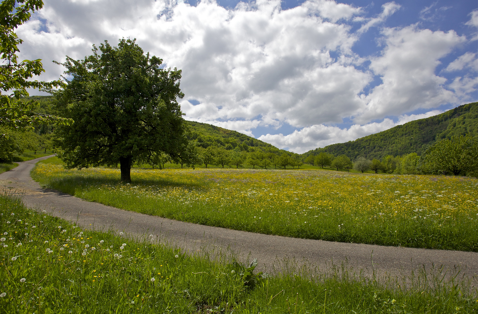 Blumenwiese am Albtrauf bei Hepsisau