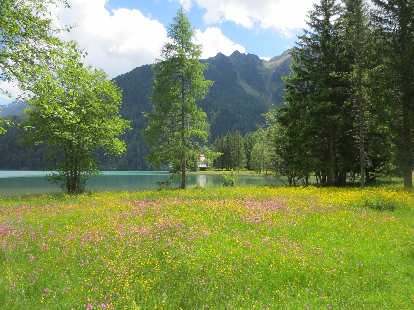 Blumenwiese am Antholzer See in Südtirol