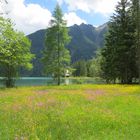 Blumenwiese am Antholzer See in Südtirol