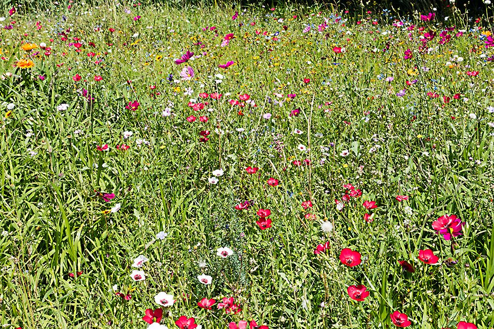 Blumenwiese am Bodensee