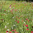 Blumenwiese am Bodensee