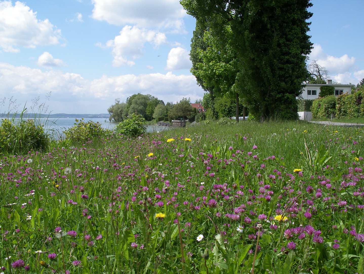 Blumenwiese am Bodensee