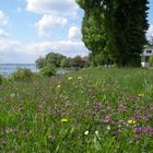 Blumenwiese am Bodensee