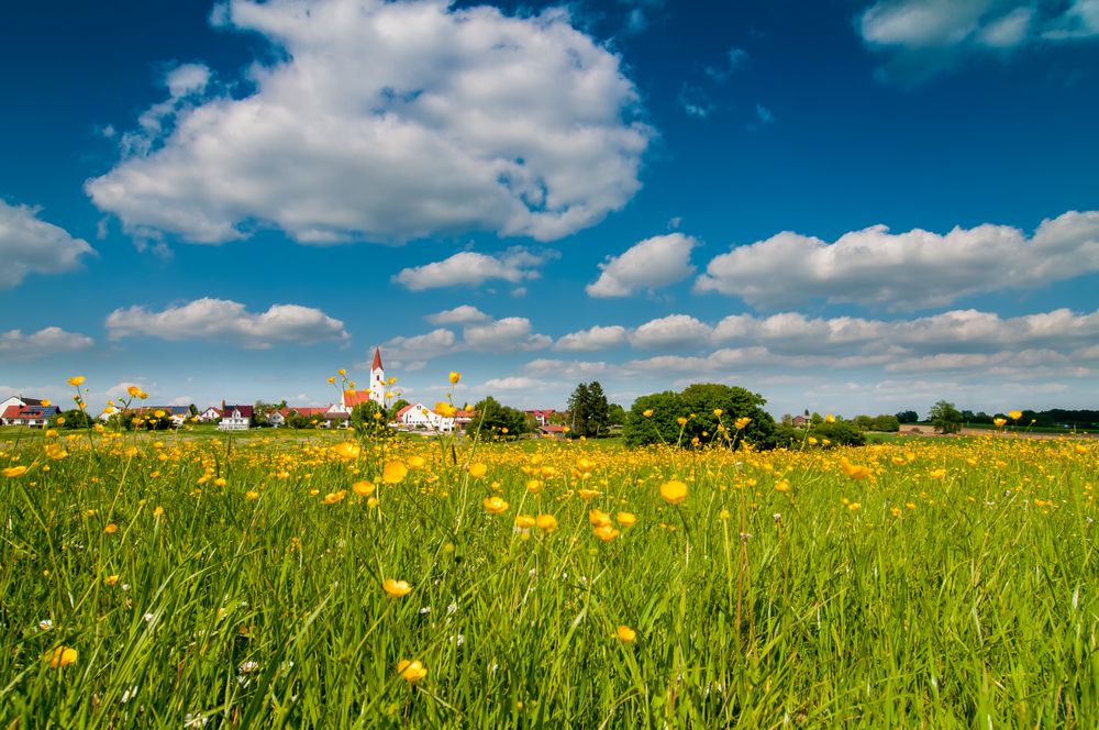Blumenwiese am Dorfrand Foto & Bild landschaft, Äcker, felder