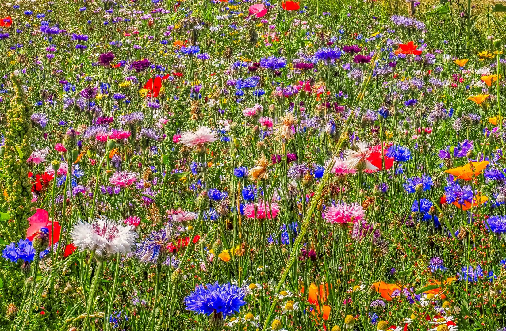 Blumenwiese am Feldrand Foto & Bild deutschland, europe, schleswig