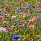 Blumenwiese am Feldrand