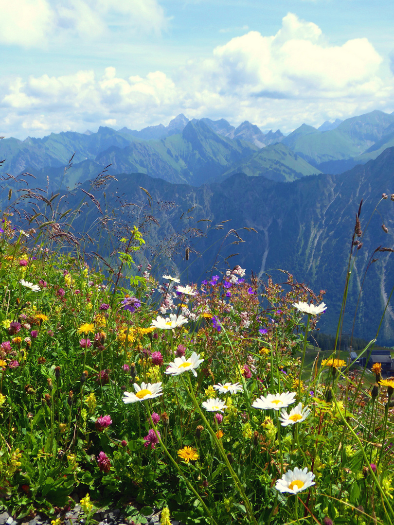 Blumenwiese am Fellhorn