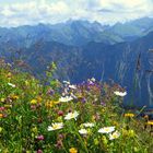 Blumenwiese am Fellhorn