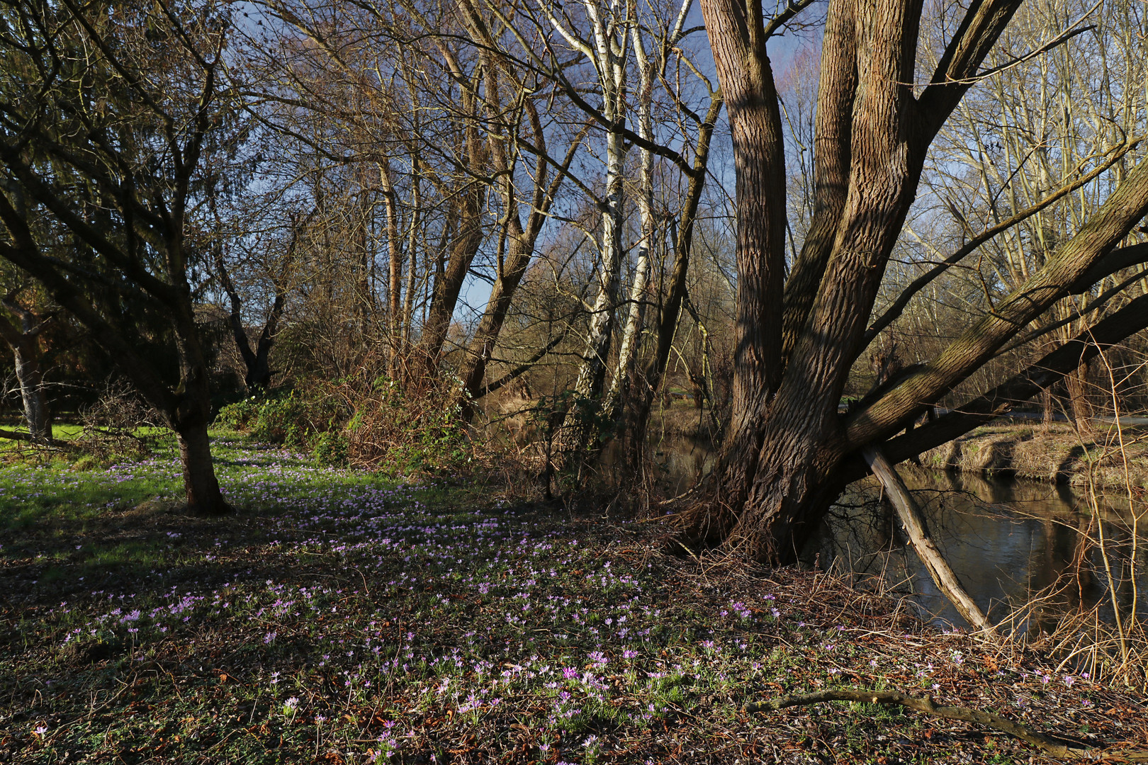 Blumenwiese am Fluss