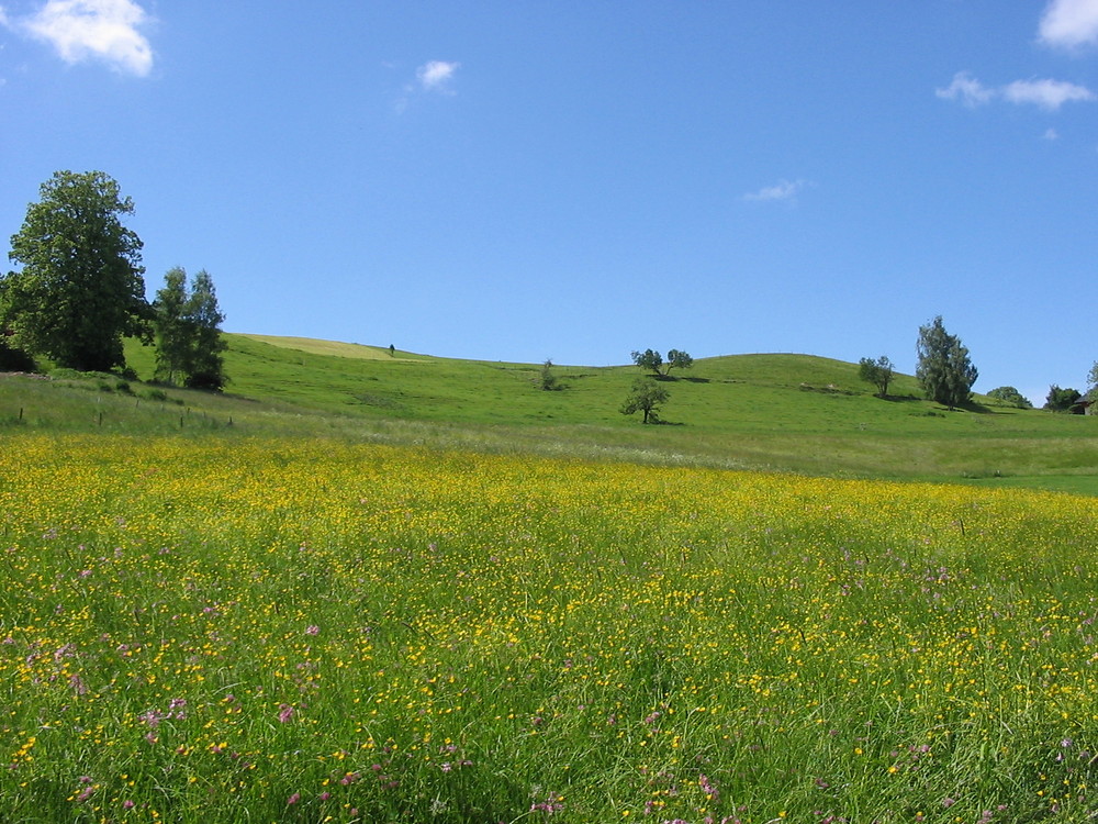 Blumenwiese am Höhenweg