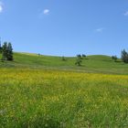 Blumenwiese am Höhenweg