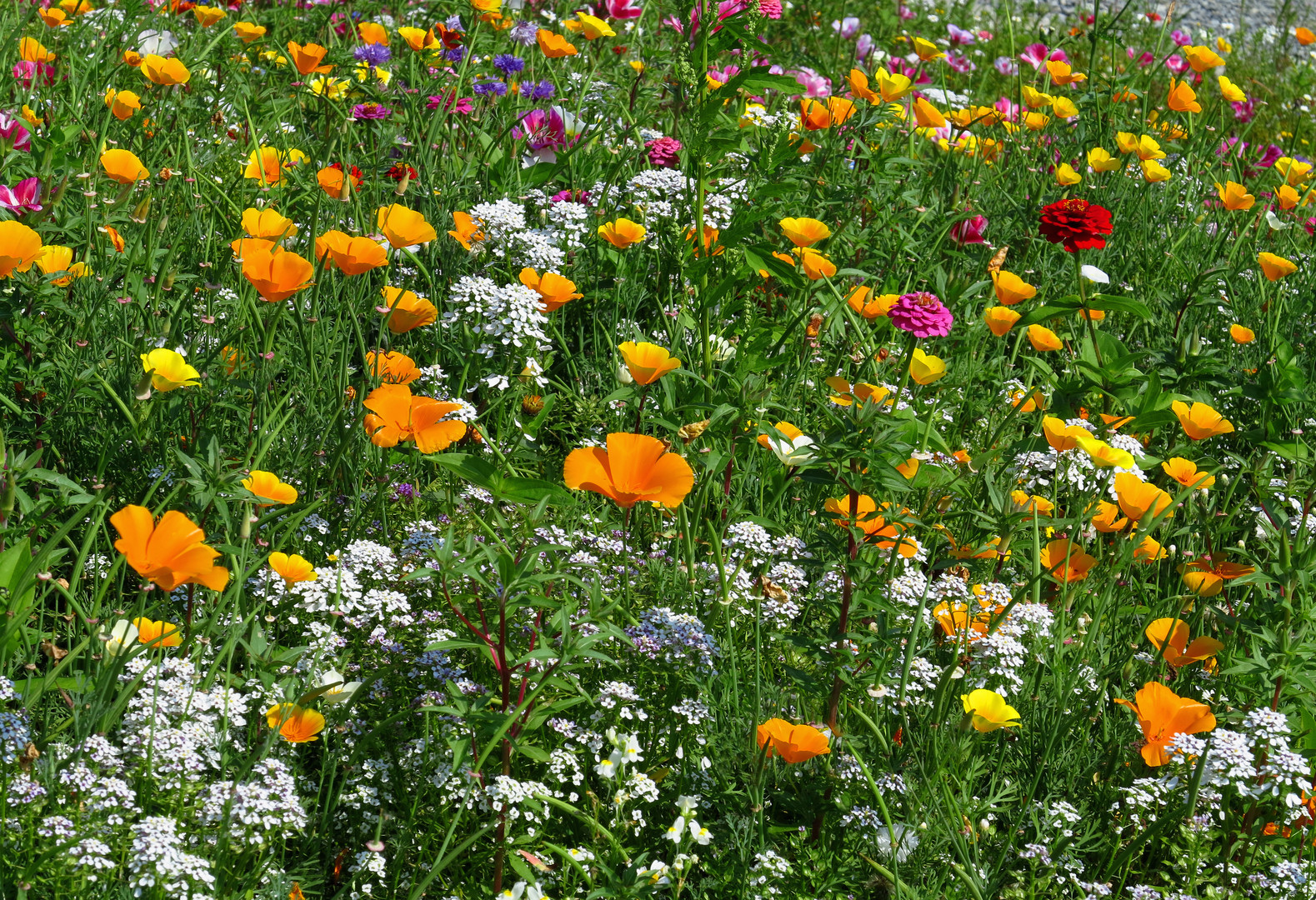 Blumenwiese am Möhnesee bei Körbecke