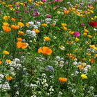 Blumenwiese am Möhnesee bei Körbecke