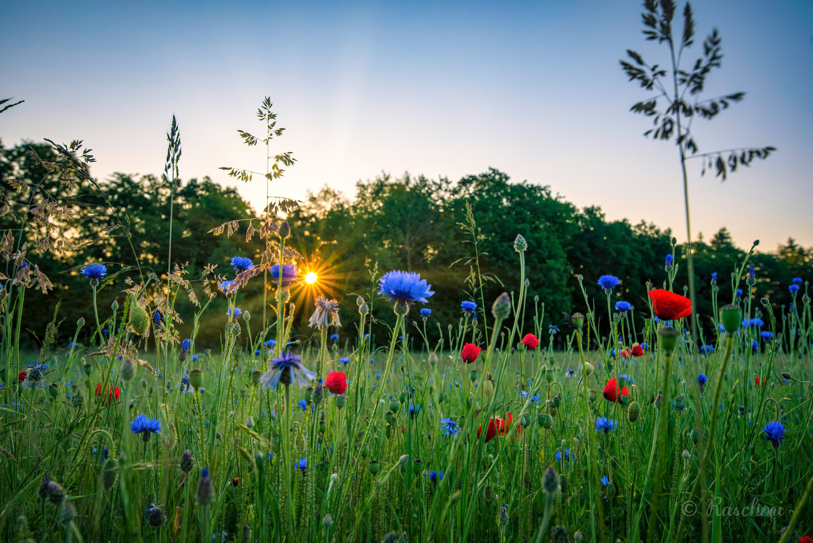 BLUMENWIESE AM MORGEN