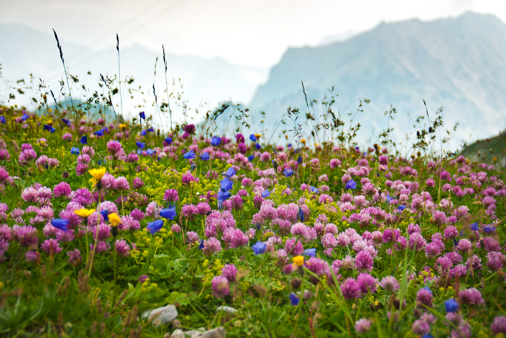 Blumenwiese am Nebelhorn