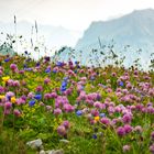 Blumenwiese am Nebelhorn