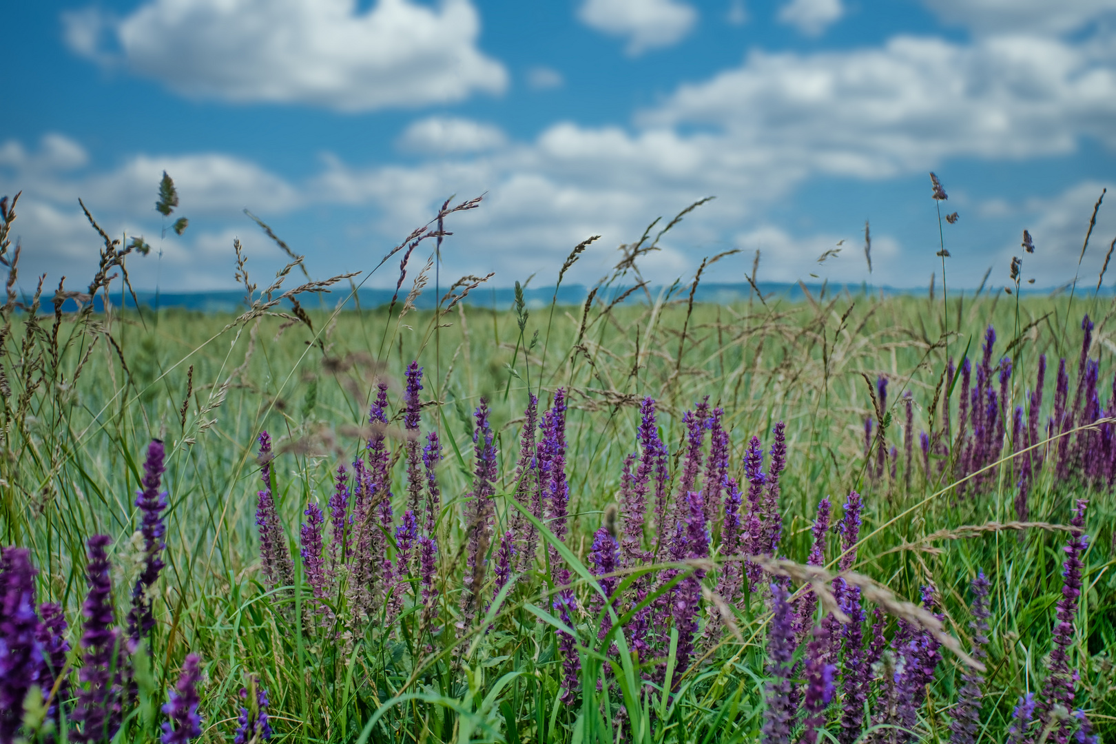 Blumenwiese am Neusiedlersee / Burgenland / Österreich