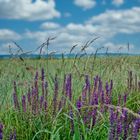 Blumenwiese am Neusiedlersee / Burgenland / Österreich