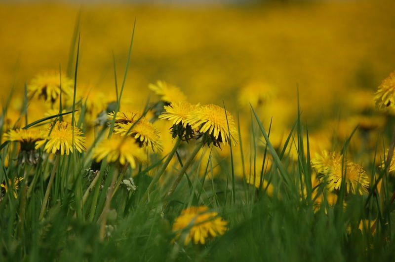 Blumenwiese am Nürburgring