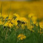 Blumenwiese am Nürburgring