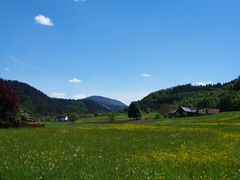 Blumenwiese am Rand des Schwarzwaldes