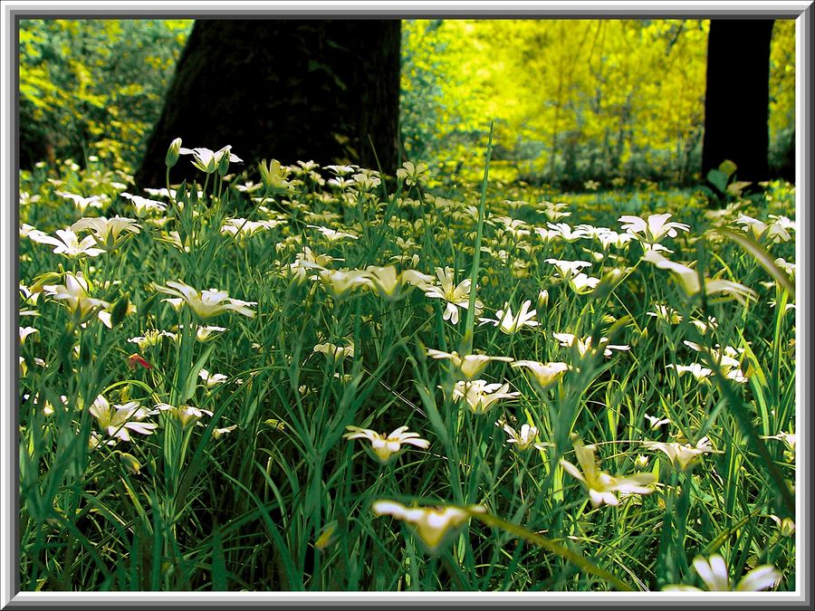 Blumenwiese am Waldsee im Frühling 2005