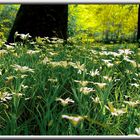 Blumenwiese am Waldsee im Frühling 2005