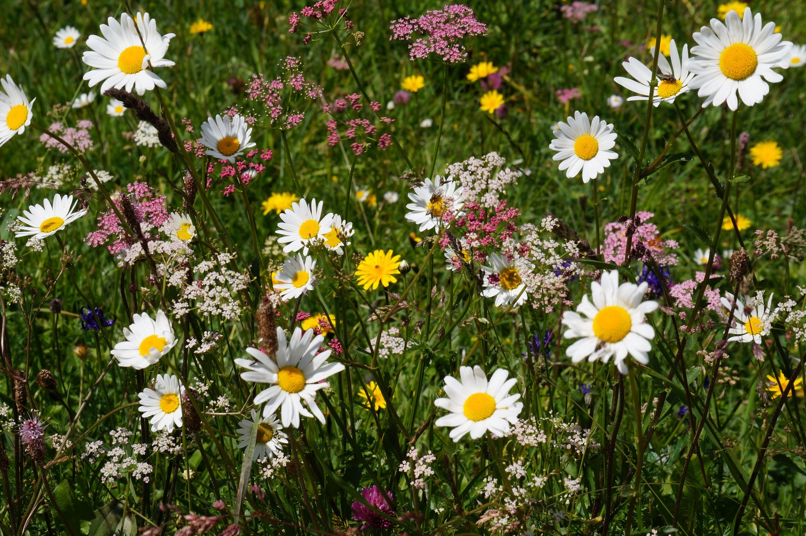 Blumenwiese am Wallberg