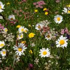 Blumenwiese am Wallberg