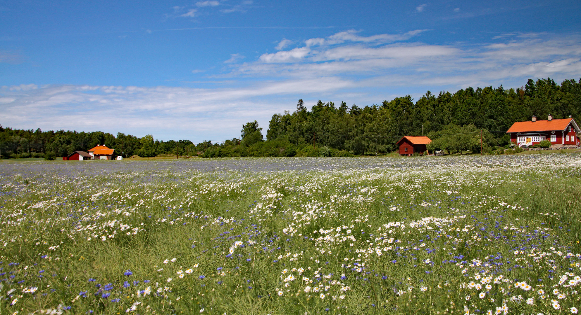 Blumenwiese an der Ostküste