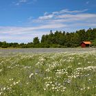 Blumenwiese an der Ostküste