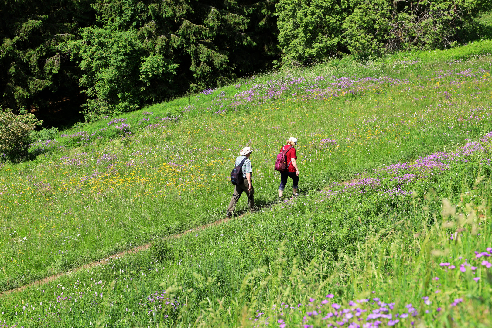 Blumenwiese an der Wasserkuppe