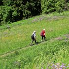 Blumenwiese an der Wasserkuppe