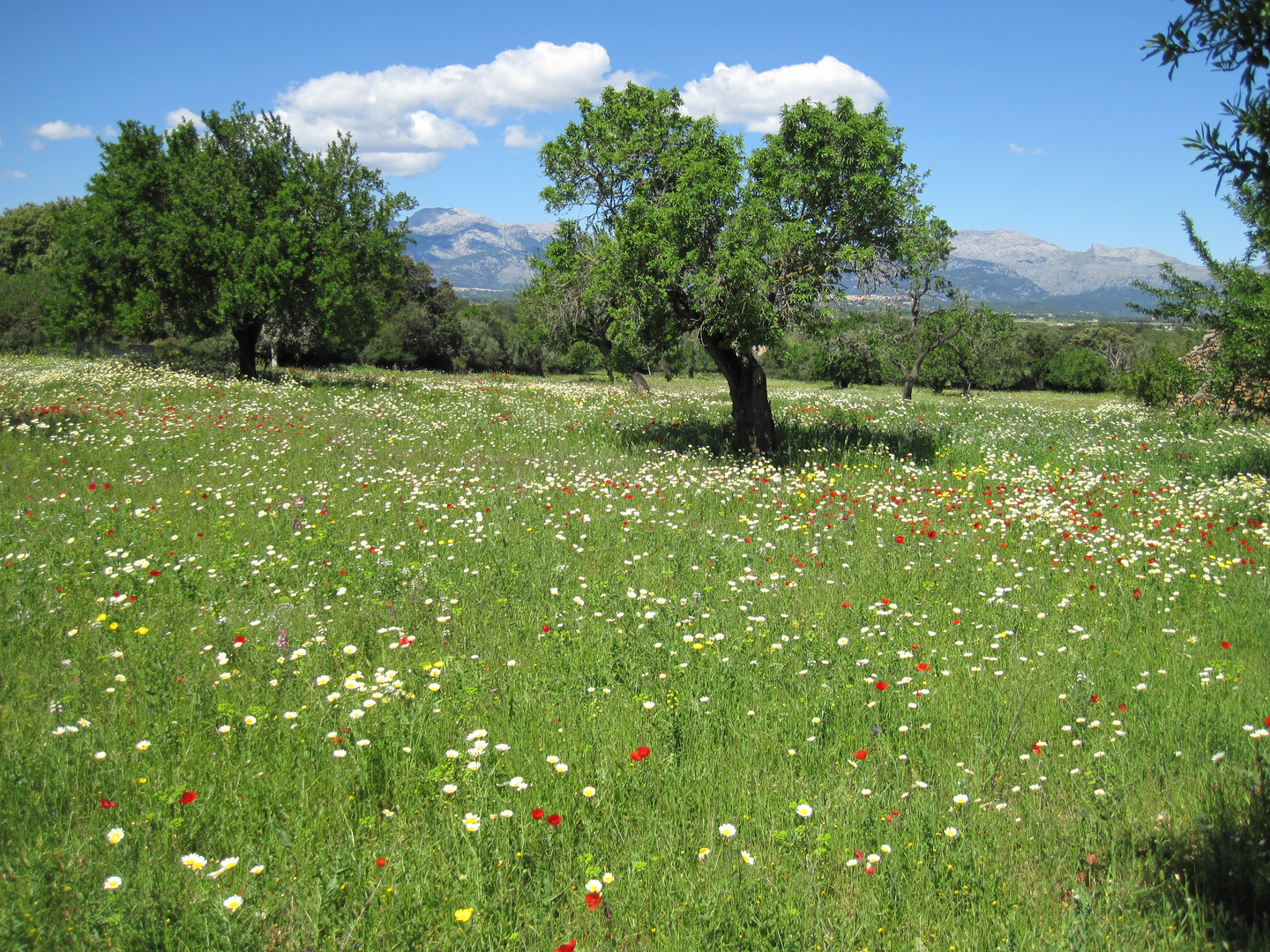 Blumenwiese auf dem Weg nach Sineu