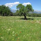 Blumenwiese auf dem Weg nach Sineu