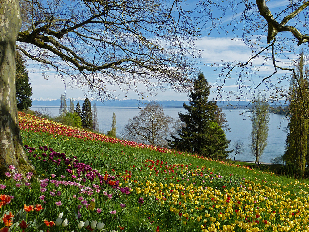 Blumenwiese auf der Mainau , Mainau im April 2012