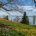 Blumenwiese auf der Mainau , Mainau im April 2012