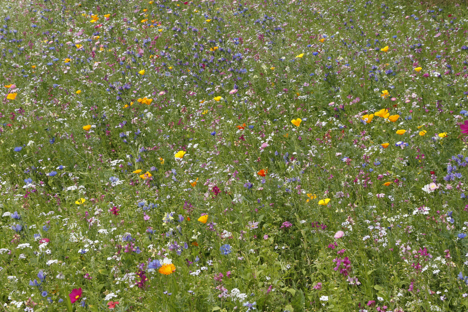 Blumenwiese auf der Pfaueninsel