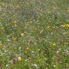 Blumenwiese auf der Pfaueninsel