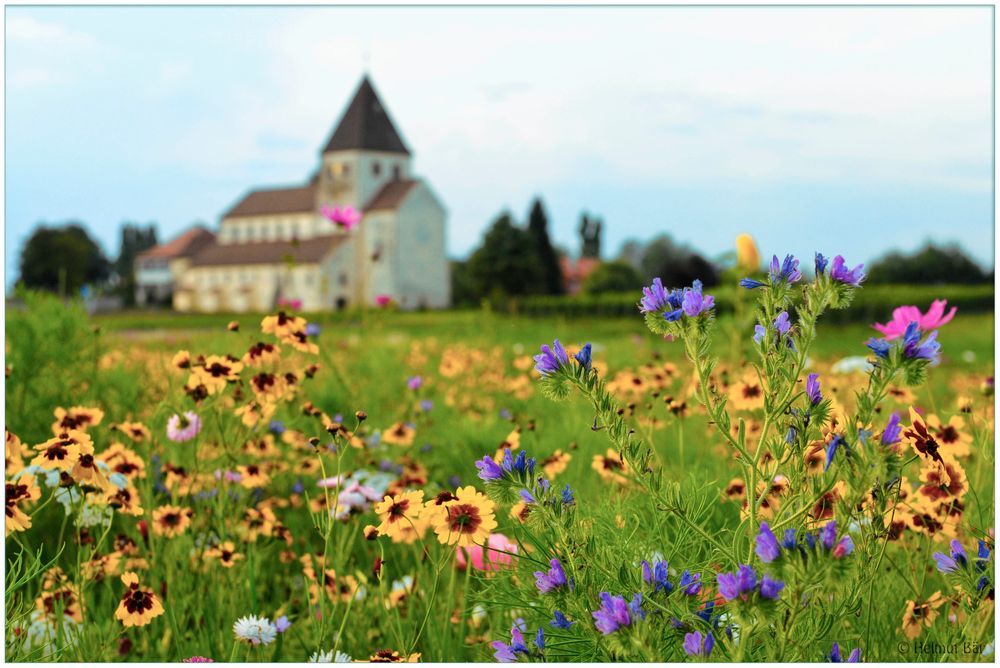 Blumenwiese auf der Reichenau