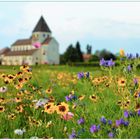 Blumenwiese auf der Reichenau