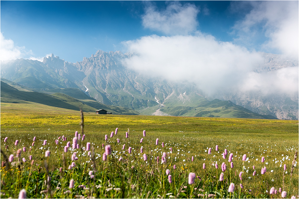 Blumenwiese auf der Seiser Alm 2