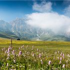 Blumenwiese auf der Seiser Alm 2