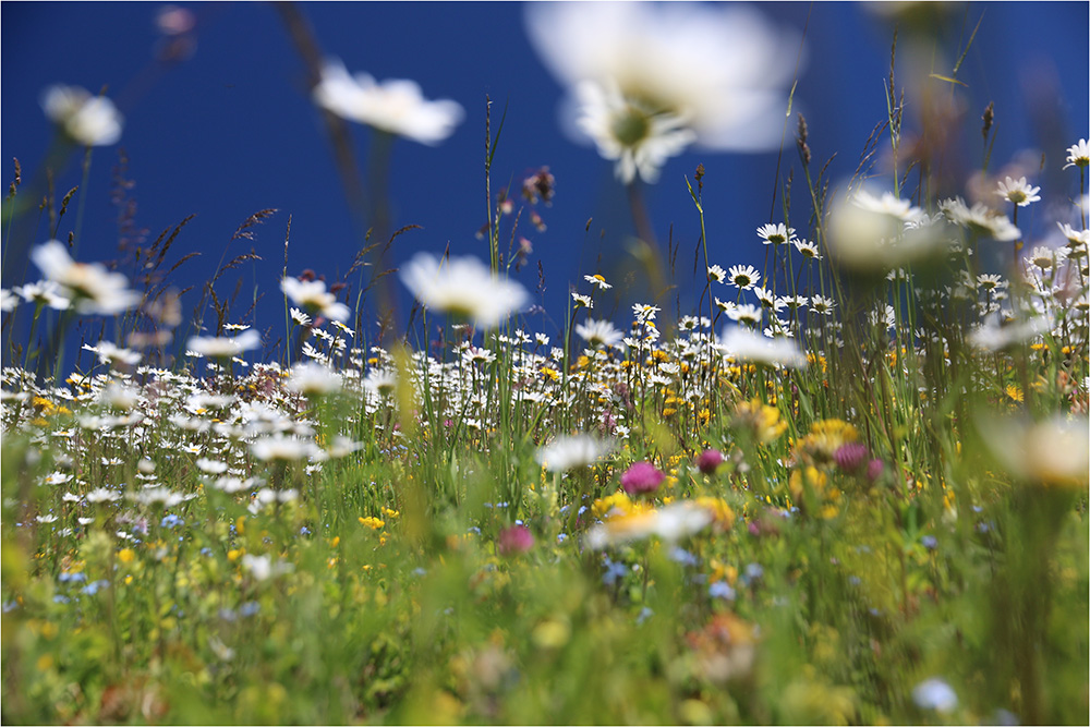 Blumenwiese auf der Seiser Alm