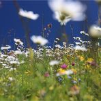 Blumenwiese auf der Seiser Alm