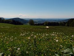 Blumenwiese auf der Sonnenalm